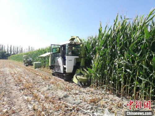 甘肅飼草裝備產(chǎn)業(yè)化提速，飼料生產(chǎn)邁向智能化新階段